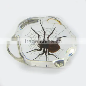 2016 New Design Promotional Gift Desk Decoration Real Insect thumbnail-2