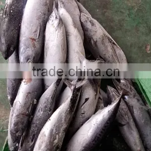 High Quality Seafood Frozen Fish Pacific Bonito Size 500 thumbnail-3