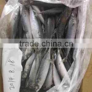 Factory Supply Mackerel Fish Pacific Mackerel Scientific Name Scomber Japonicus thumbnail-1
