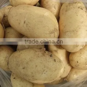 2015 Best Quality of the Potato in Anqiu thumbnail-4