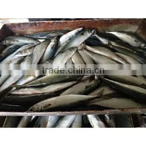 Whole Pacific Macherel thumbnail-6