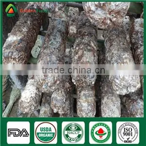 Wholesale Supplier of Organic Fresh Dry Edibal Raw Mushroom Lentinula Edodes Cultivation Growing Kit Log Spawn thumbnail-5