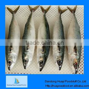 Frozen Fish Indian Mackerel thumbnail-1
