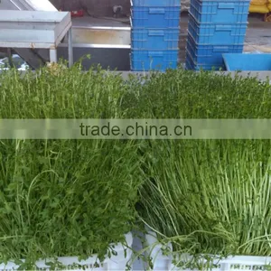 Automatic 100kg/day Barley Sprouting Machine thumbnail-3