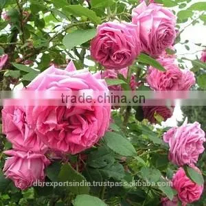 Rose Oil - 1st HD (Indian Origin) thumbnail-1
