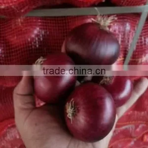 Red Egyptian Onion thumbnail-1