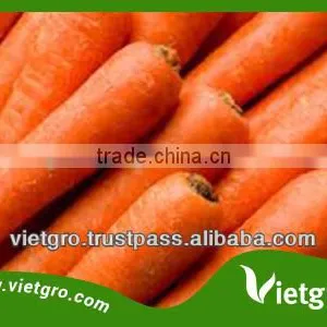 High Quality Fresh Organic Carrots VGC0022 thumbnail-1