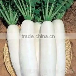 Caton Pack White Radish/high Quality thumbnail-1