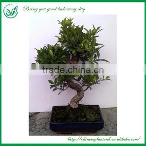 Mini Indoor Green Foliage Plants thumbnail-4