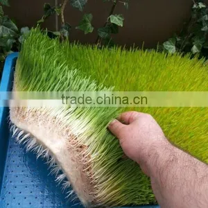 100kg-1000kg Bean Sprout Machine thumbnail-3