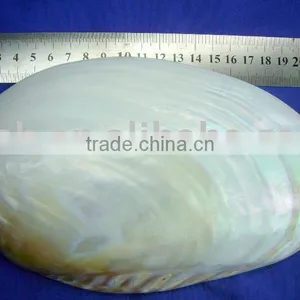 Natural White Polished Chinese River Shells thumbnail-1