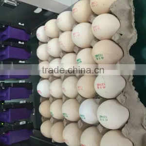 Hot Stamping Date Coding Machine/Egg Code Printing Machine/Bottle Date Code thumbnail-2