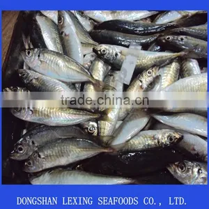 Frozen Horse Mackerel thumbnail-1