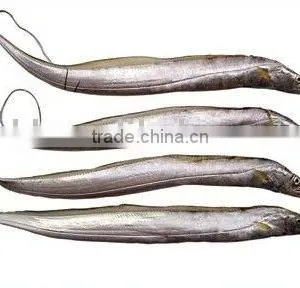 Frozen Ribbon Fish, Frozen Hartails, Frozen Belt Fish thumbnail-1