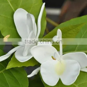 Hawaiian White Ginger Foam Flower (TK-WG2) thumbnail-1