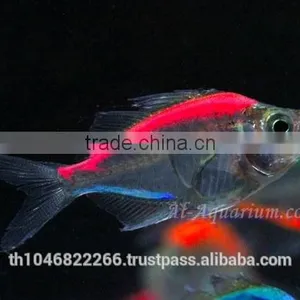 Glass Fish Mix Color For Sale / Ornamental Fish International Exporter thumbnail-5