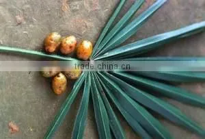 Saw Palmetto Oil thumbnail-1