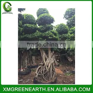 Ficus Microcarpa Big Bonsai 4.5m (4) thumbnail-1