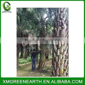Phoenix Sylvestris Palms Trunk 5m thumbnail-1