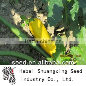 Yellowtiao Chinese Yellow Skin Early Mature Squash Seeds thumbnail-1