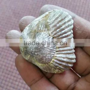 Fossil for Sale thumbnail-4