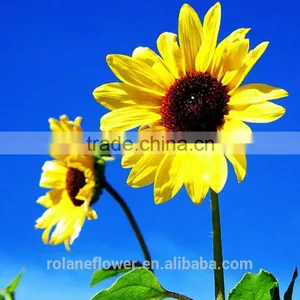 Hot Sale New Product China Fresh Lily Flower for Women's Day thumbnail-4