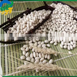 Chinese White Kidney Beans (navy Type) thumbnail-2