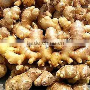 Spice Fresh Ginger thumbnail-1