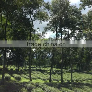 High Quality Black Tea thumbnail-6