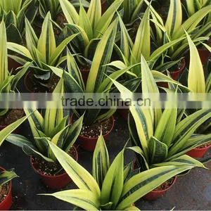 Sansevieria Cyllindrica Plants thumbnail-1