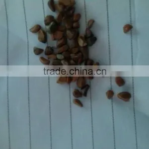 Planting Seeds Flowers Roses Seeds thumbnail-2