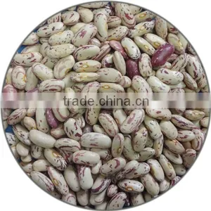 Light Speckled Kidney Bean on Sale thumbnail-1