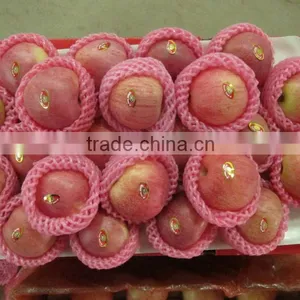 Highland Qinguan Apple thumbnail-1