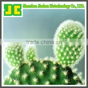 Sell 100% Natural Hoodia Cactus P.E. in 5:1,10:1,20:1 thumbnail-1