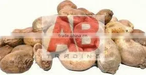Benin Raw Cashew Nuts for World Market/ Good Quality thumbnail-4