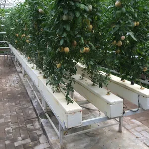 Agricultural Glass Greenhouse for Planting/Hydroponic Planting thumbnail-2