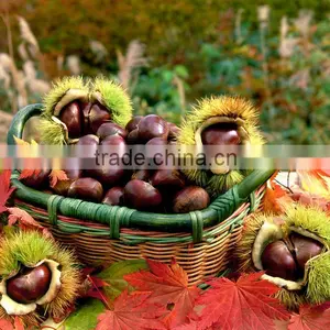 Organic Raw Fresh Chestnut Chinese Bulk Chestnuts Price thumbnail-1