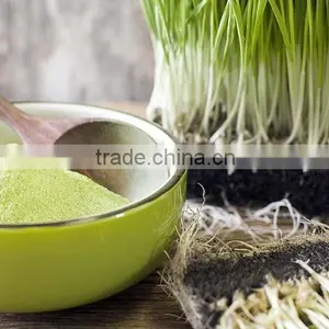 Premium Grade Wheat Grass Powder From India thumbnail-1