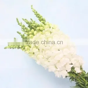 Fashionable Top Sell White Snapdragon Flower thumbnail-1