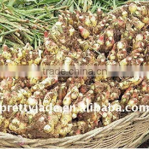 Ginger and Garlic Exporter thumbnail-1
