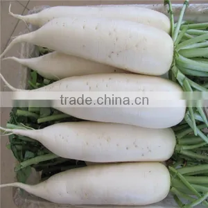 New Crop Fresh Radish From Shandong thumbnail-3