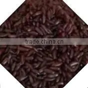 Nutritional /Artificial Brown Rice Processing Equipment/Production Machinery thumbnail-1