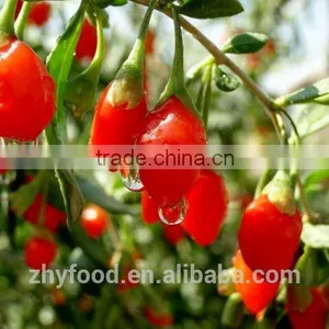Certificated Native Health Food Goji Berry Natural Food thumbnail-3