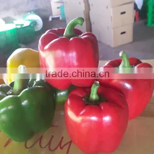 FRESH BELL CHILLI / SWEET CHILLI thumbnail-1
