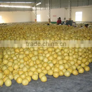 Fresh Pomelo Honey Pomelo Names All Fruits thumbnail-2
