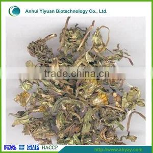 High Quality Taraxacum Mongolicum Hand (Pugongying) thumbnail-1