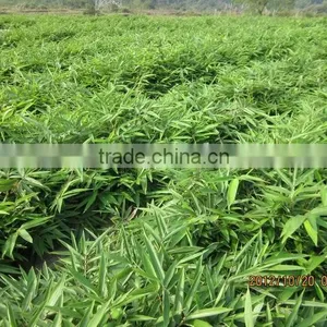 Perennial Plants Bamboo Seedling thumbnail-5