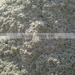 Cotton Seed thumbnail-1