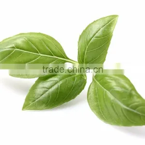 High Quality Basil Oil thumbnail-5