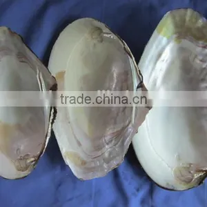 New Arrival Wholesale Natural Freshwater Shells Raw Shells thumbnail-1